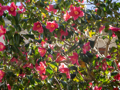 Blumenpracht am Loki Schmidt Haus im garten Canal Control Rohrsanierung Sanierungsmaßnahme